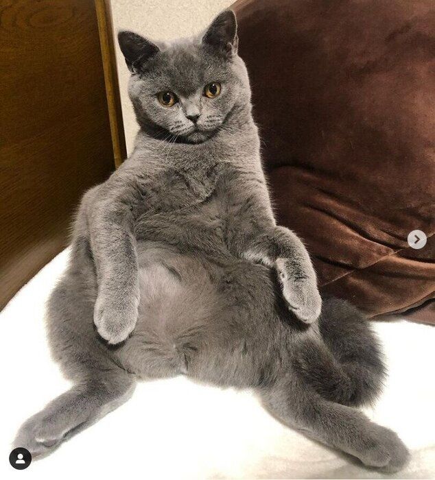 体をくねらせて座る猫(ブリティッシュショートヘア、メス)