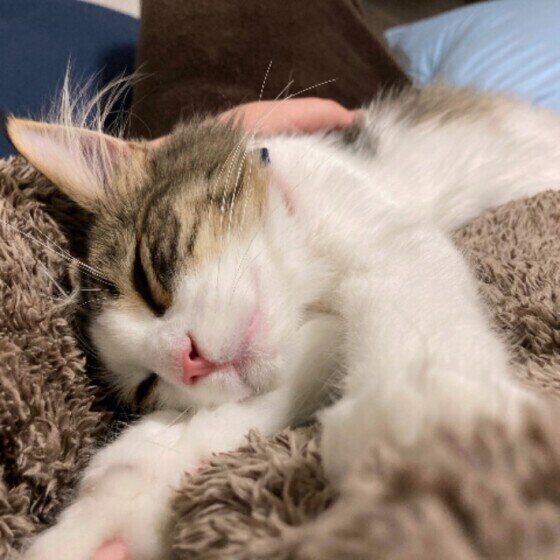 眠るノルウェージアンフォレストキャット