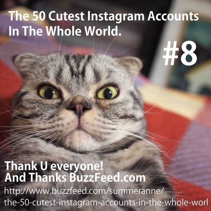 @tacos_cat