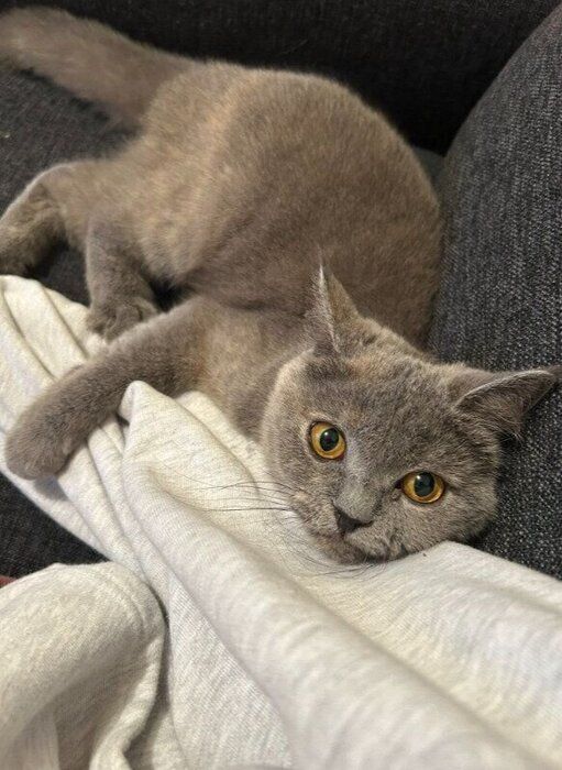 生後7カ月のブリティッシュショートヘア