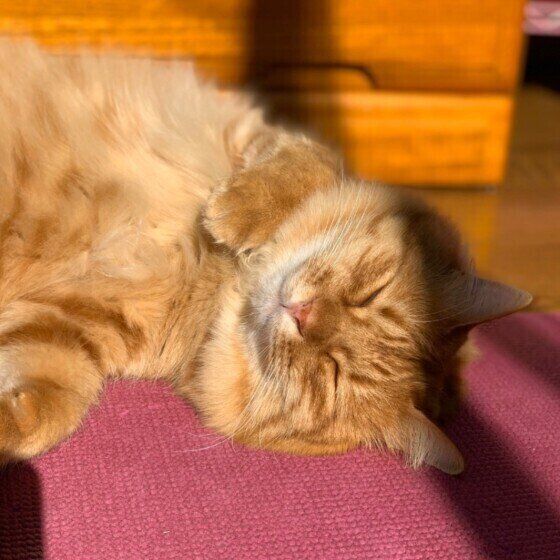 眠る猫
