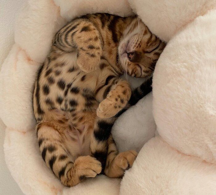 生後4カ月のころに撮影したリンちゃん