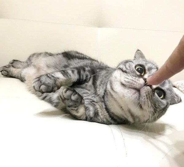 ししまるくん