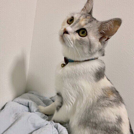 見上げる猫