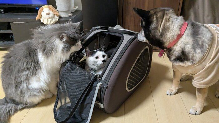 元野良猫を見る先住犬とノルウェージャンフォレストキャット