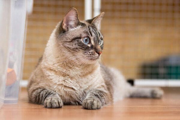 まったりする猫