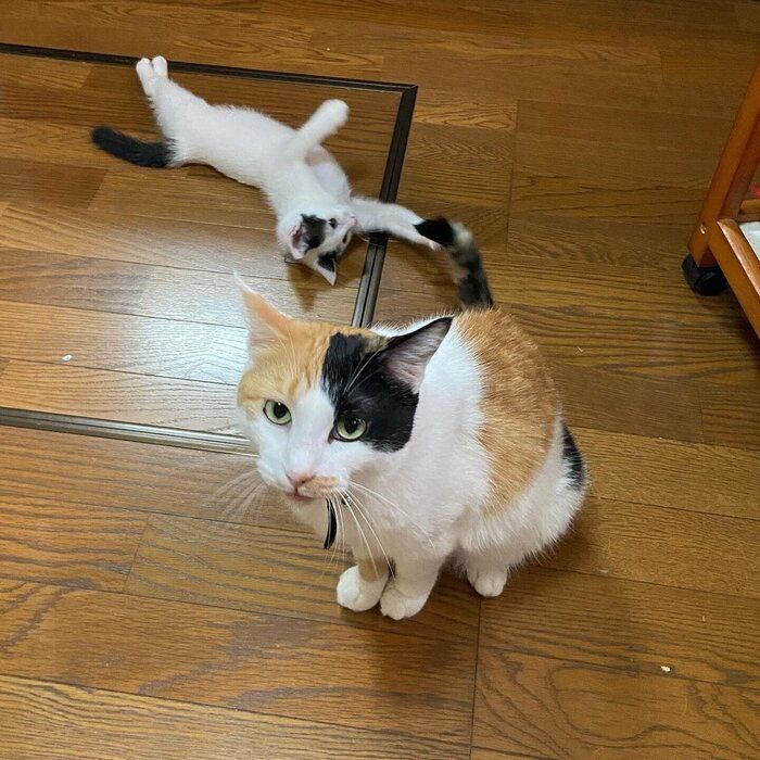 成猫のしっぽで遊ぶ子猫