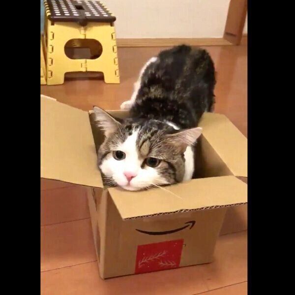ダンボールの入り方のクセが強すぎるライちゃん