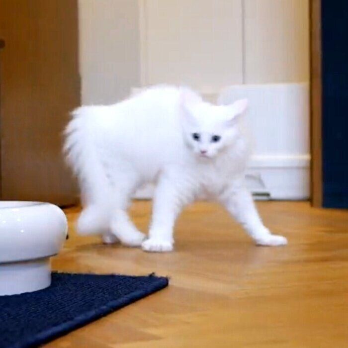 猫の“やんのかステップ”がクセ強め…！ すべるように前へ進む姿に