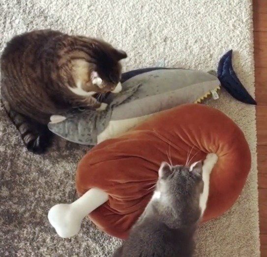 ふみふみ中のニャンコたち