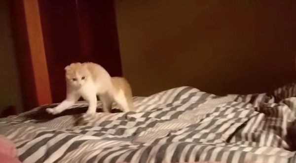 遊ぶ猫