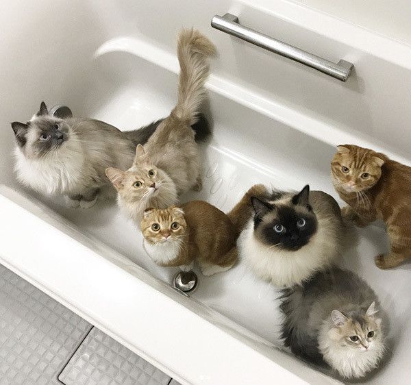 猫が大集合