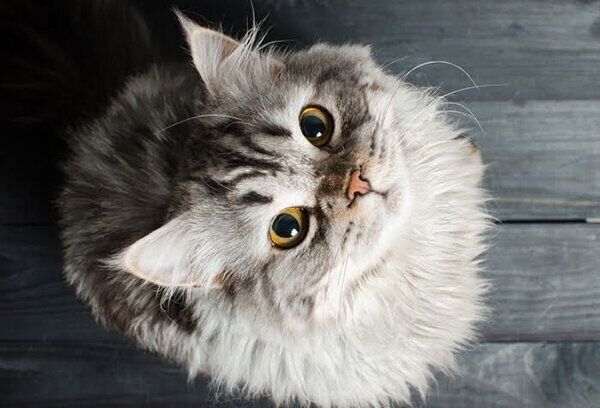 見上げる猫