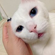 残念なイケメン猫 揺るぎなきセツstyleに関する記事一覧 ねこのきもちweb Magazine 残念なイケメン猫 揺るぎなきセツstyleに関する記事一覧 ねこのきもちweb Magazine