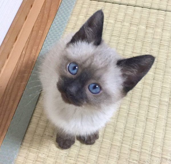 元保護猫・ルルちゃん