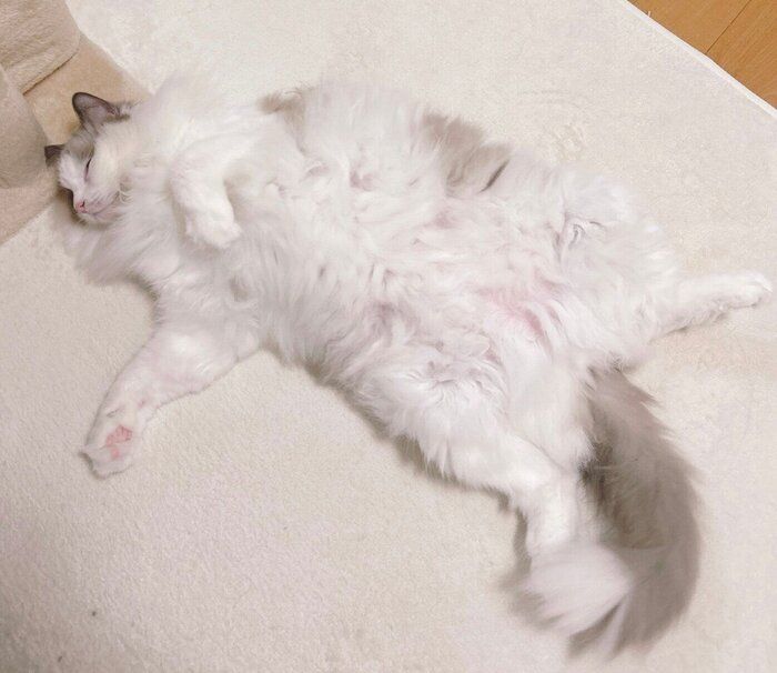 無防備な格好で眠るわたあめくん
