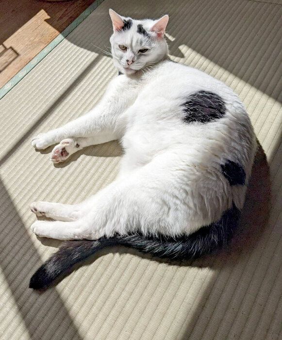 くつろいでいる猫