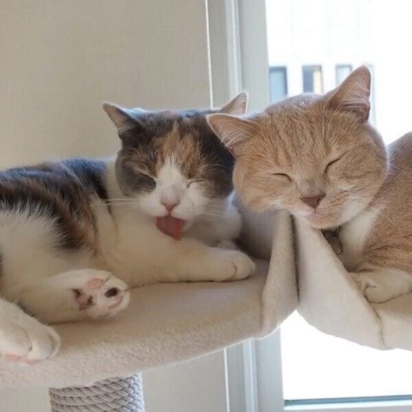 ぐっすり眠るネネちゃんと、なかなか寝付けないララちゃん