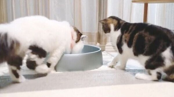 猫鍋に割り込んで入るずーちゃん