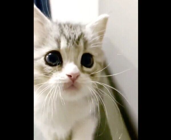 カメラに向かって突進してくるもち様