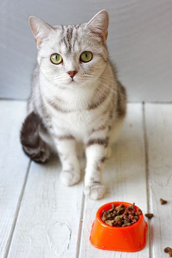 フードを食べない猫