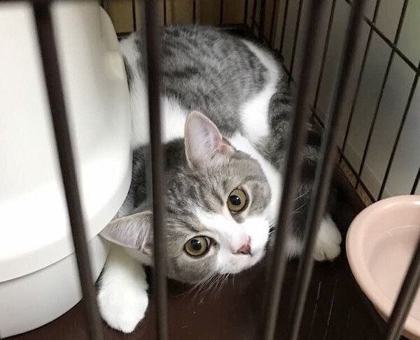 ケージの中の猫