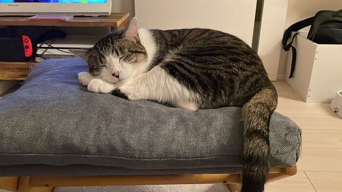 心地よさそうに眠るぽんずくん