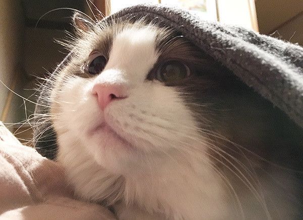 見上げる猫