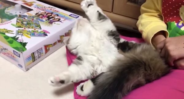 眠る猫