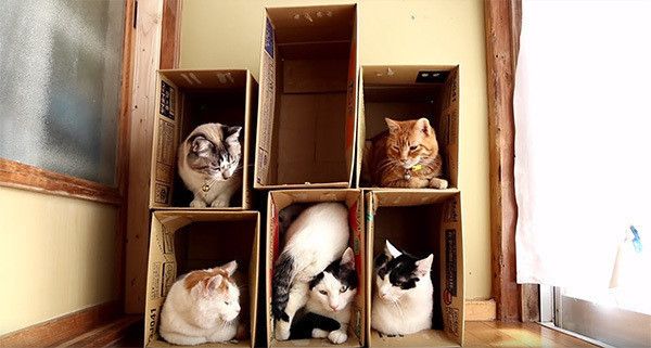 箱に入る猫