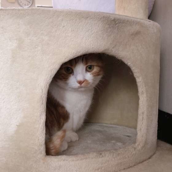 ハウスに入る猫