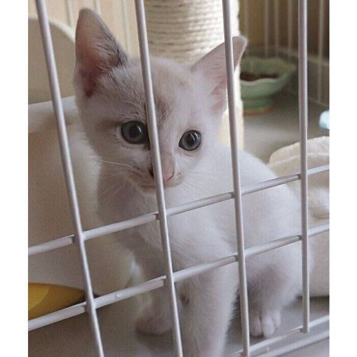 生後2カ月ごろ、家族に迎えたばかりのにぃなちゃん。