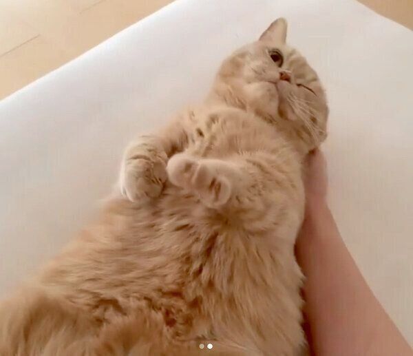 ナデナデを要求するここちゃん