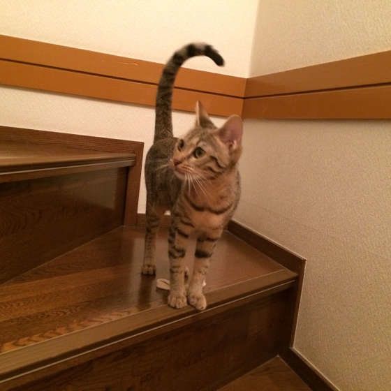 ミミちゃん ベンガル