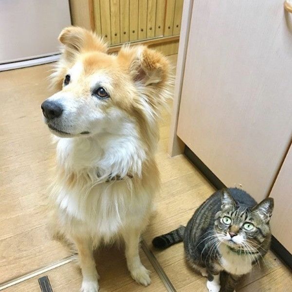 ワンコに寄り添うニャンコ