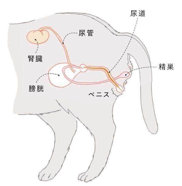 冬に注意したい猫の病気「尿石症」とは