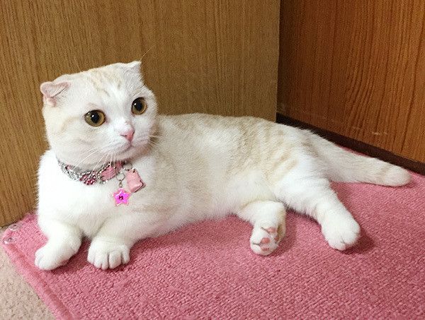 座る猫