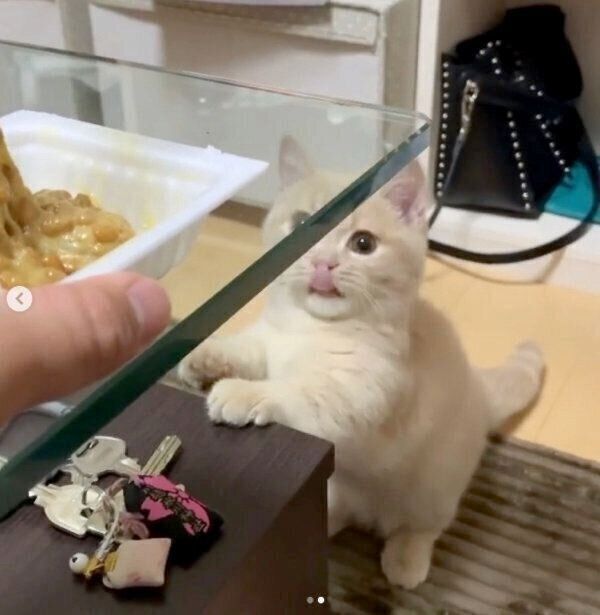 納豆をガン見するむぎくん