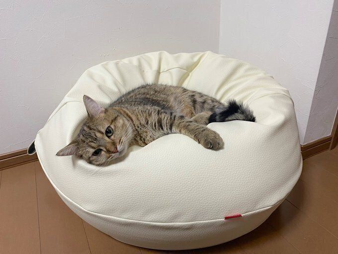 ソファでダメになるしまちゃん