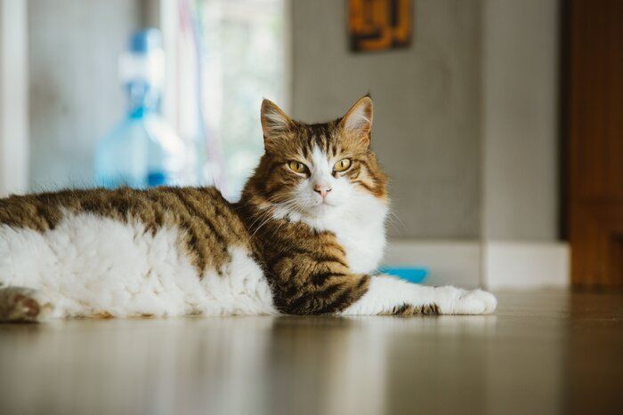 こちらを気にする猫