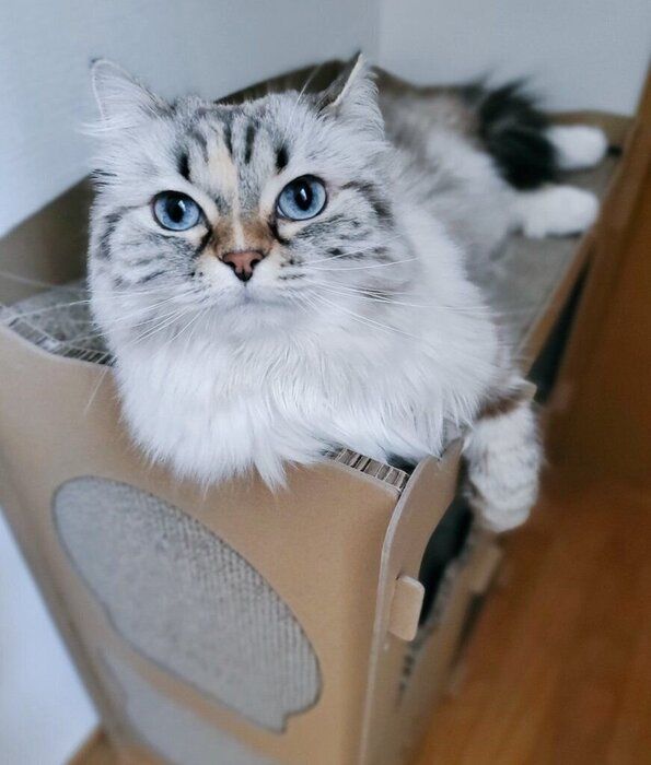 飼い主を見上げるサイベリアン