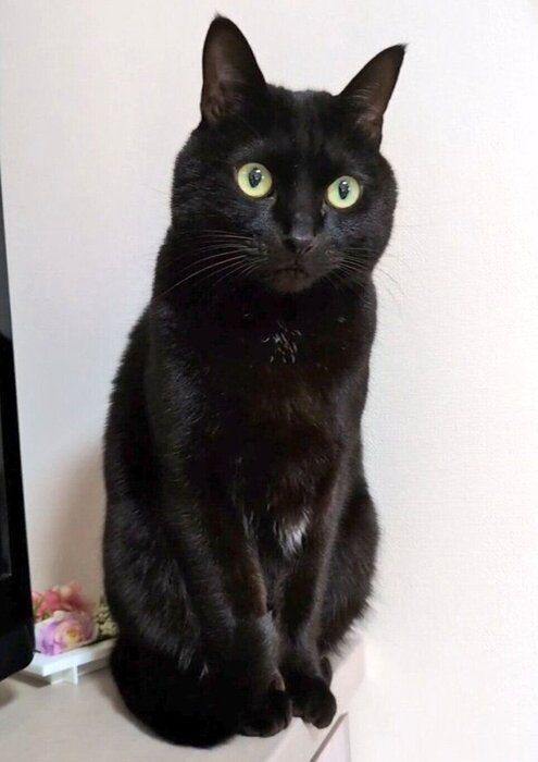 現在のロコくん