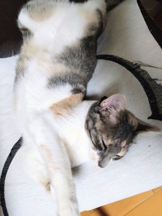 座布団の上で寝る生後9カ月の猫