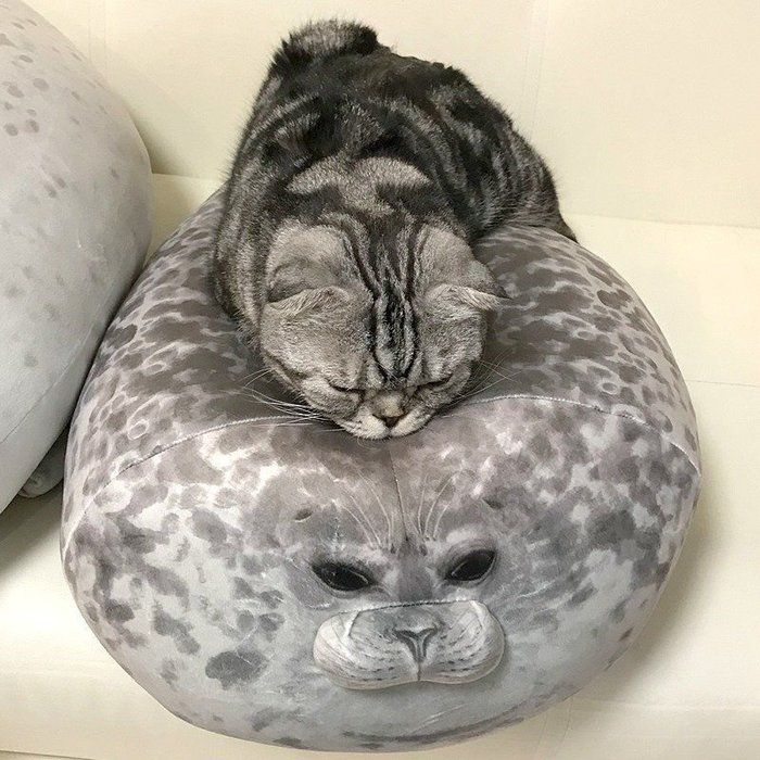 @tacos_cat