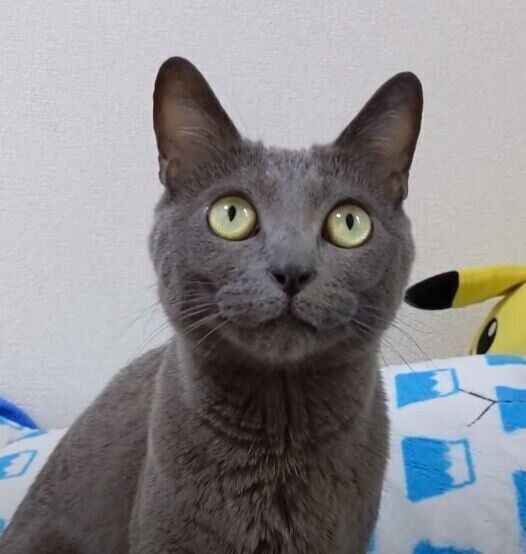 見上げる猫