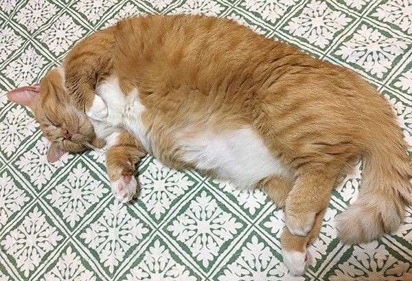 眠る猫