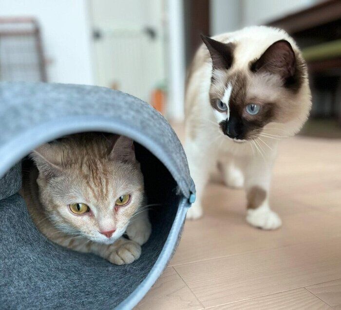ほたるちゃんにじーっと見つめられるこてつくん
