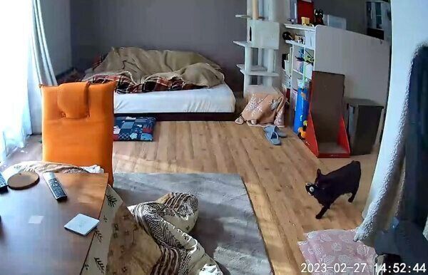 ぬいぐるみをくわえるあさりちゃん