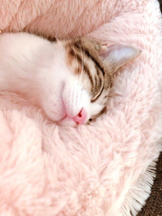 熟睡中の子猫