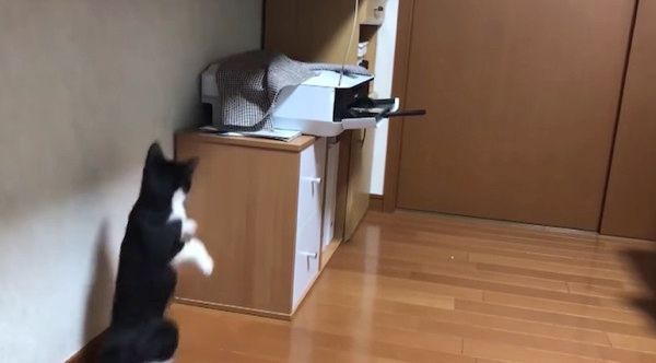 プリンターに興味津々の猫